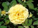 6009 rose photo