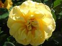 6009 rose photo