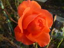 Alexander ® rose photo