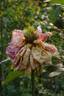 Eterna Giovinezza rose photo