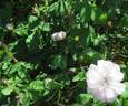 R. muscosa alba rose photo