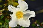 Anita Pereire ® rose photo
