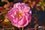 Cape Diamond™ rose photo