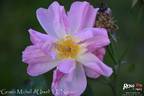Gravin Michel d'Ursel rose photo