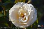 Sweet Blondie rose photo
