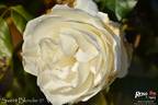 Sweet Blondie rose photo