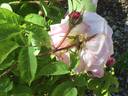 Madame Louis Lévêque rose photo
