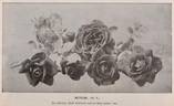 Meteor rose photo