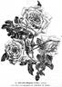 Albertine Borguet rose photo