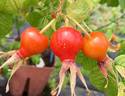 <i>Rosa pisocarpa</i> 'Autumn Leaves' rose photo