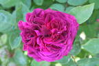 Arthur de Sansal rose photo