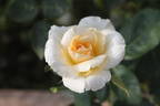 Grand Nord ® rose photo