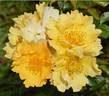 Coloma® rose photo