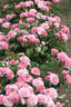 Eeuwige Passie rose photo