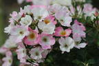 VIScada rose photo
