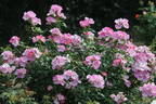 VIScada rose photo