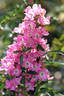 VISpanip rose photo