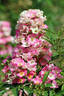 VISpanip rose photo