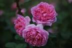 Asteropé rose photo