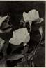 The Queen (Tea, Dingee rose photo