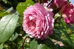 Ina an' Mona rose photo