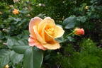 Della Balfour rose photo