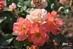 Morning Sun rose photo