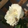 Cloud 10 rose photo