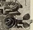 Meteor rose photo