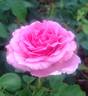 Auguste Renoir ® rose photo