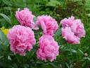 Carnation Bouquet peony photo