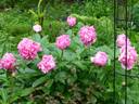 Carnation Bouquet peony photo