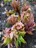 Mairei peony photo