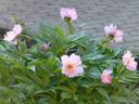 Mairei peony photo