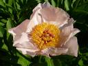 Early Daybreak peony photo