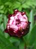 Pietertje Vriend Wagenaar peony photo