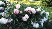 Majya Plisetskaya peony photo