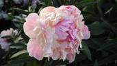 Majya Plisetskaya peony photo