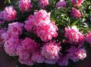 Памяти Академика Курчатова peony photo