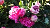 Eleanor peony photo