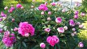 Eleanor peony photo