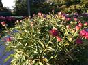 Arkadij Gaidar peony photo