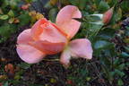Atlantic Star rose photo