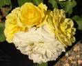 Golden Iceberg ™ rose photo