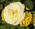 Golden Iceberg ™ rose photo
