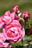 Eliza ™ rose photo