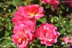 Maxi Vita rose photo