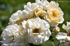 Sirius rose photo