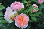 André Turcat rose photo