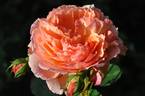 André Turcat rose photo